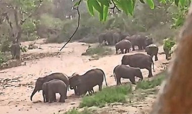 धमतरी : दंतेल हाथियों की धमक से नक्‍सलियों में खौफ, जंगल छोड़कर भागे