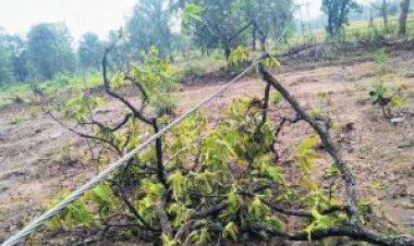 बाधित विद्युत आपूर्ति को कर्मियों ने किया बहाल