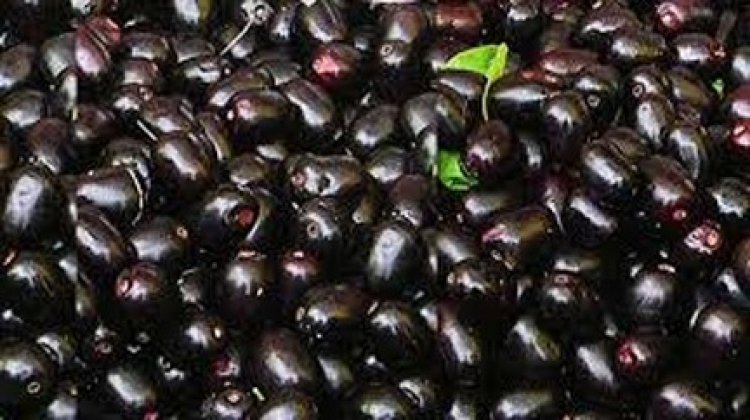 छत्तीसगढ़ में जामुन से लखपति बन रही महिलाएं