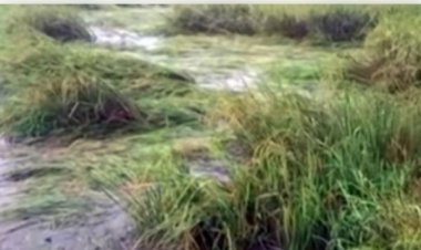 800 से 1000 रू. किलो फुटू, आवक बढ़ी