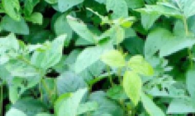 प्रीमियर लीग में मैच फिक्सिंग का खुलासा!