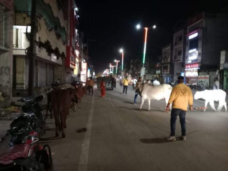 आवारा मवेशियों की धरपकड़ जारी