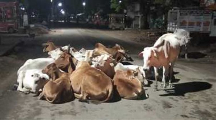 सडक़ों पर मवेशी हटाने के लिए पेनाल्टी लगाएं-कलेक्टर