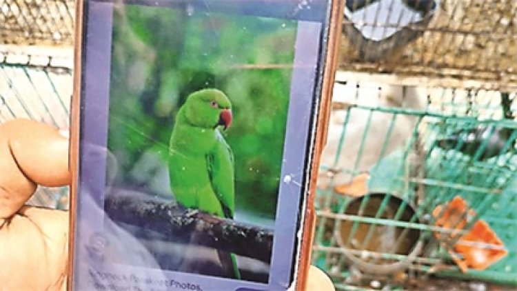 अभी जिन घर में तोते होंगे वहां नहीं होगी कार्रवाई