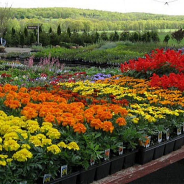 हार्टिकल्चर, फूड प्रोसेसिंग से बढ़ाएंगे किसानों की आय:सात IAS, छह कृषि वैज्ञानिक व अफसरों की स्टेट लेवल स्टीयरिंग कमेटी देगी सुझाव