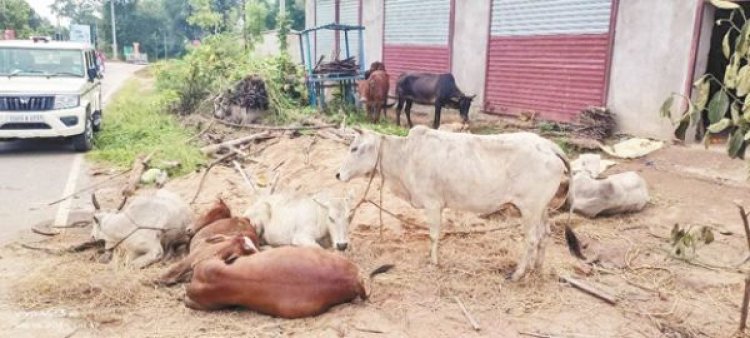 11 मवेशी बरामद, पिकअप छोडक़र तस्कर फरार