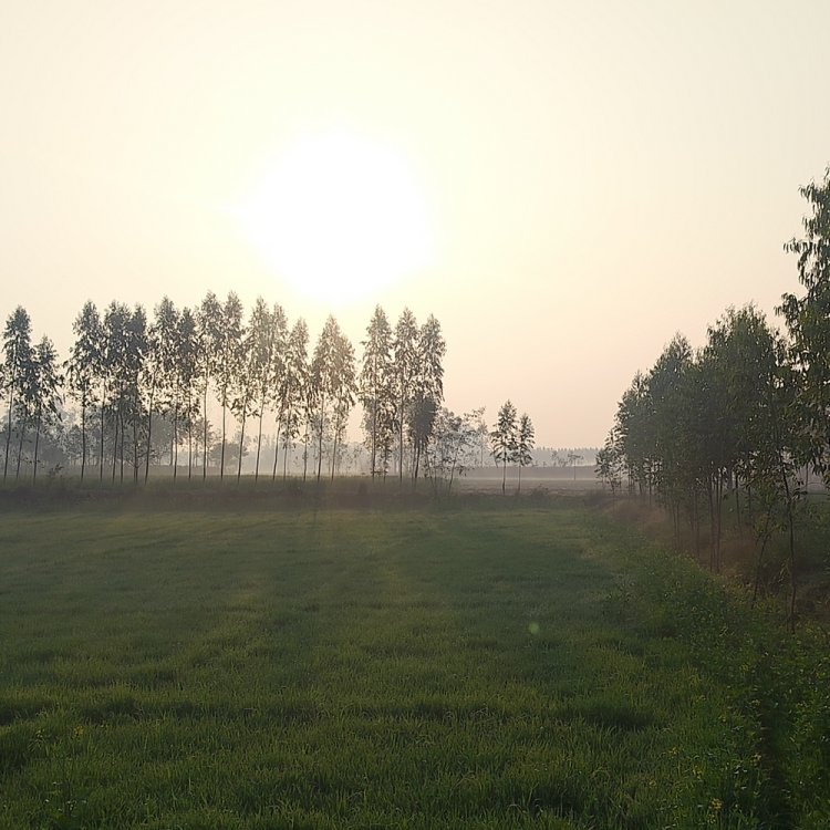 यूपी में दिन का पारा 4.7°C तक गिरा:30km की स्पीड से चल रही सर्द हवा, 4 दिन मौसम ऐसा ही रहेगा; बिजनौर सबसे ठंडा