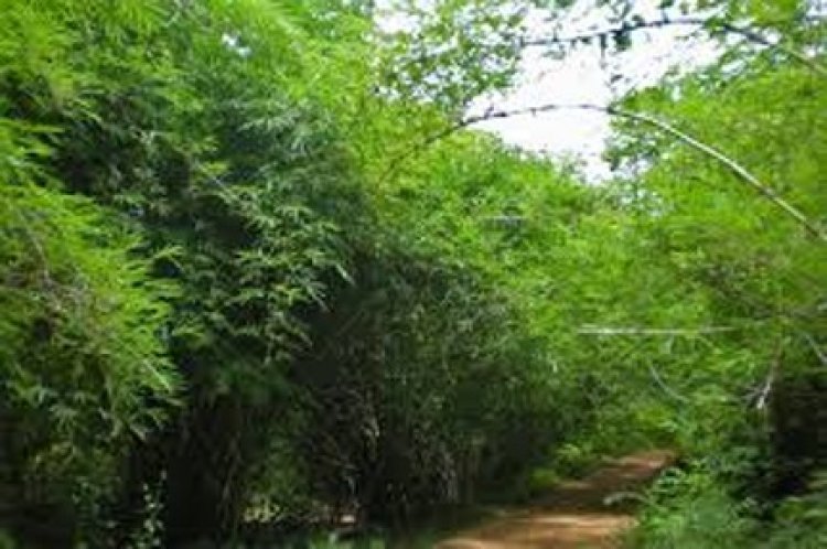 वनाधिकार क्रियान्वयन में छत्तीसगढ़ की अग्रणी भूमिका—वन विभाग की सशक्त प्रतिबद्धता का प्रमाण