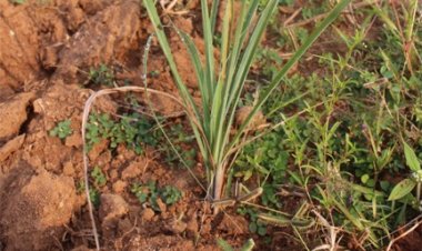 लेमनग्रास -किसानों के लिए कम पानी में ज्यादा कमाई का साधन