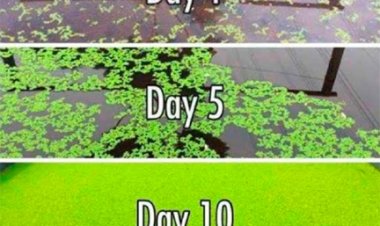 धान फसल के लिए सस्ता, टिकाऊ और प्रभावी जैविक उर्वरक