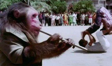 33 साल पहले 'बंदर' ने सनी देओल को चटाई धूल