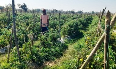 राष्ट्रीय कृषि विकास योजना से फायदा : ग्राफ्टेड टमाटर की खेती से दुबेलाल का बढ़ा मुनाफा